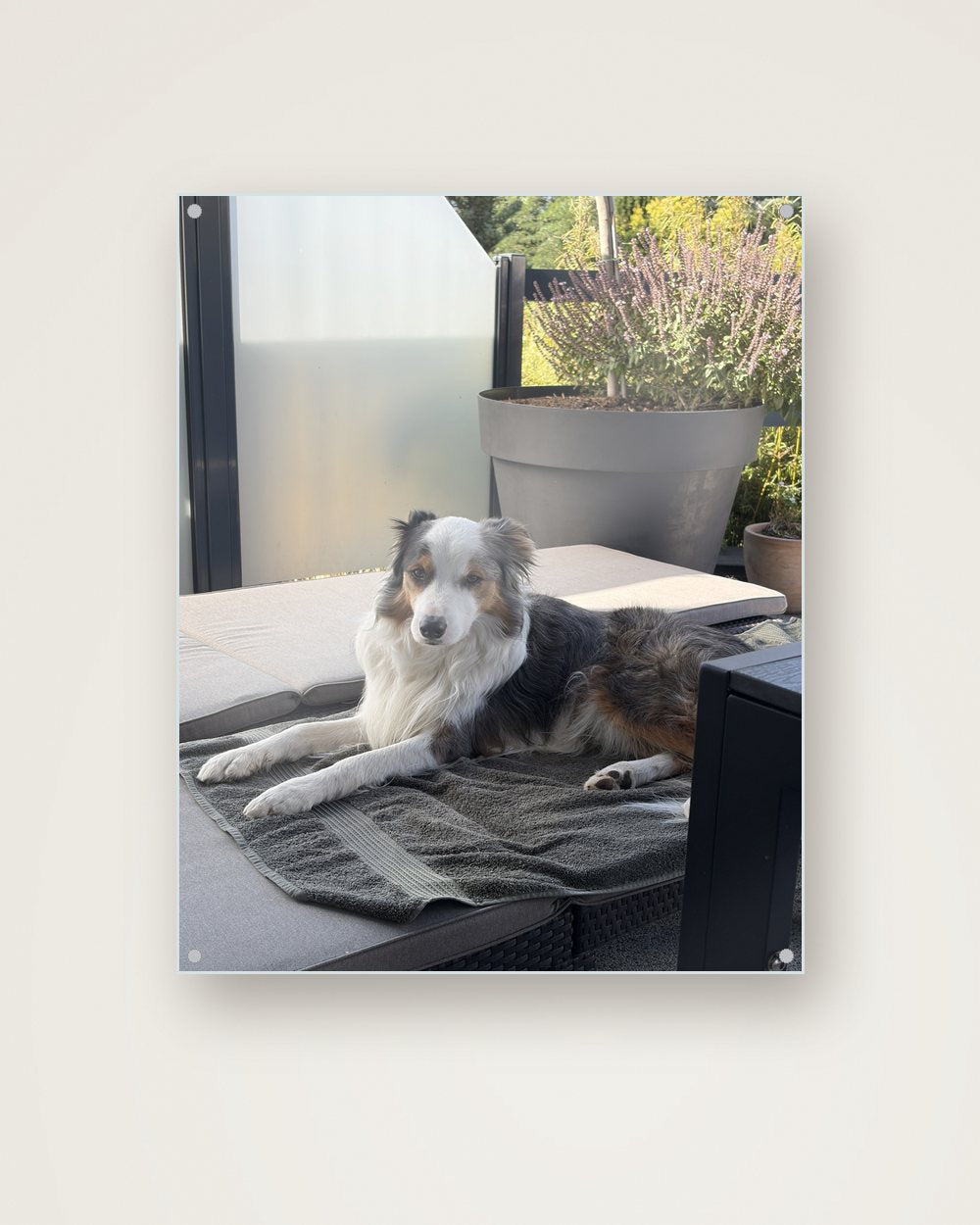 Hundeportrait als Original auf Acrylglas, Beispiel