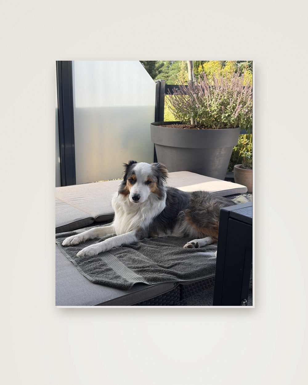 Hundeportrait als Original auf Hartschaumplatte, Beispiel