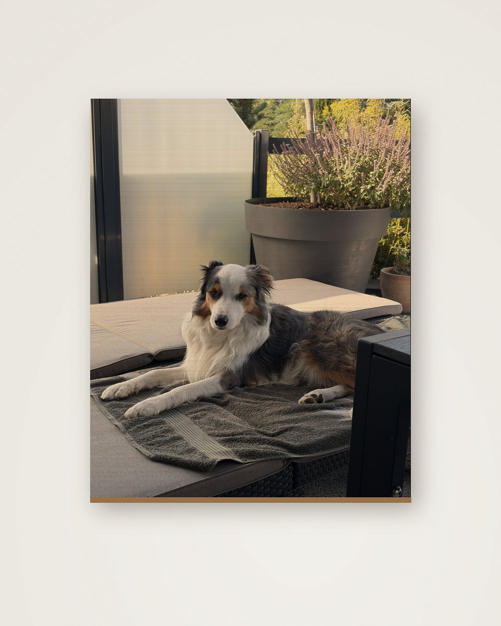 Hundeportrait als Original auf Holz, Beispiel