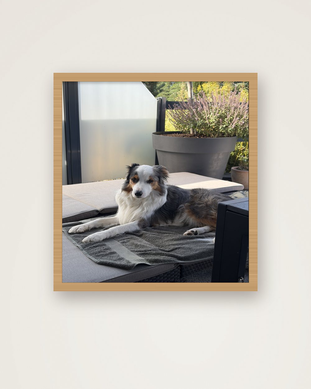 Hundeportrait als Original als Poster im Holzrahmen, Beispiel