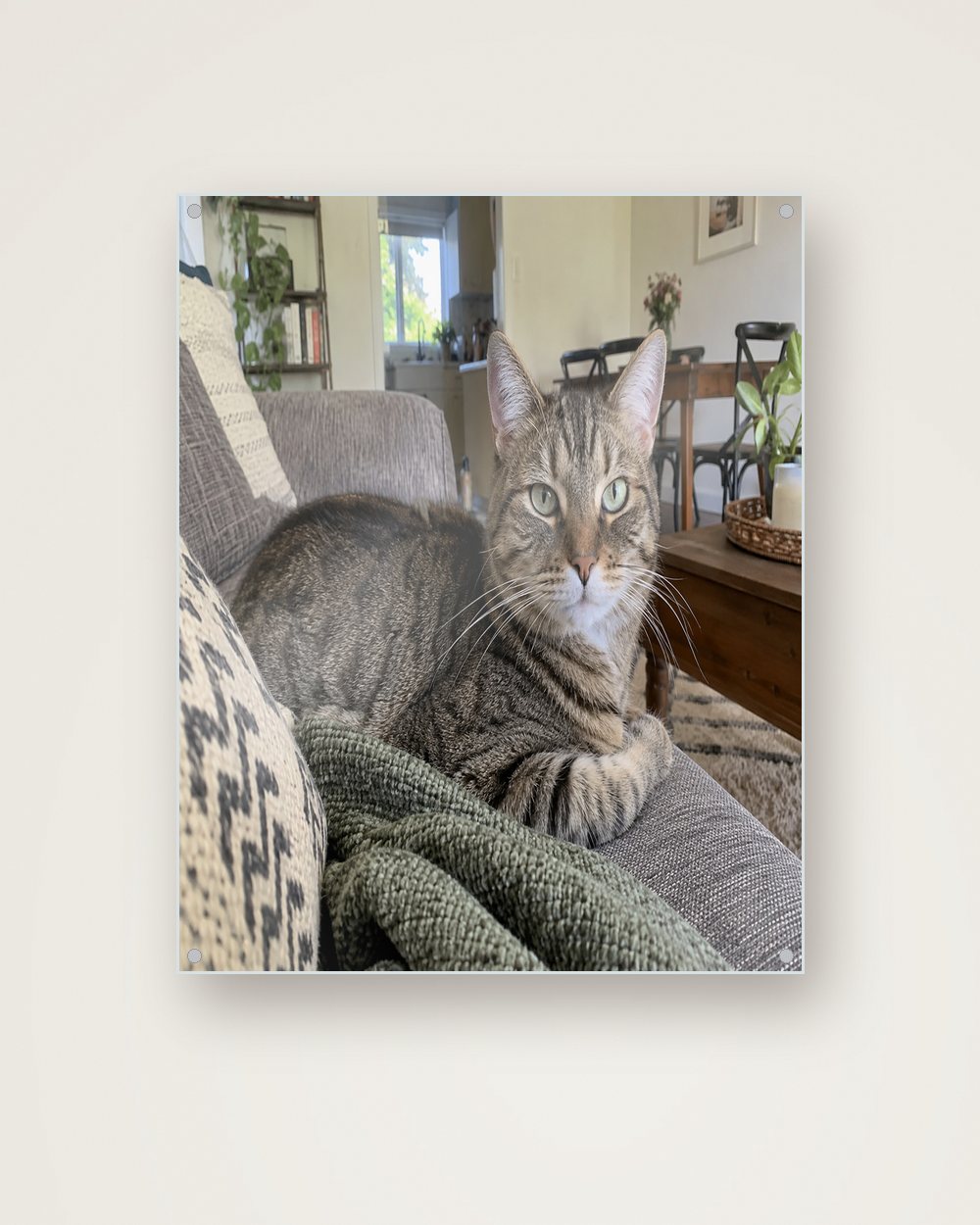 Katzenportrait als Original auf Acrylglas, Beispiel