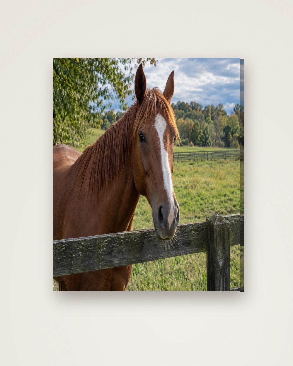 Pferdeportrait als Original auf Leinwand, Beispiel